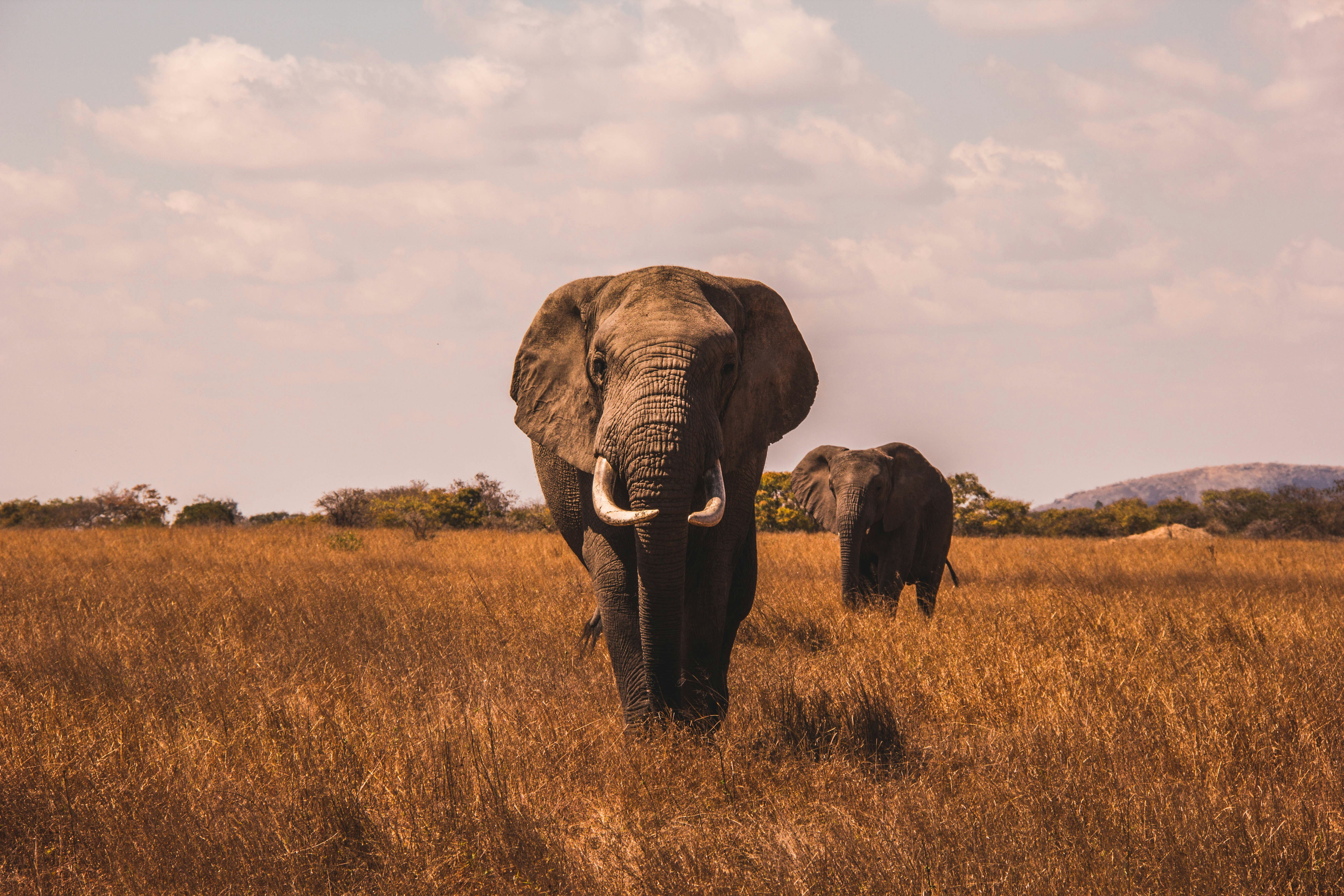 safari Afrique du Sud